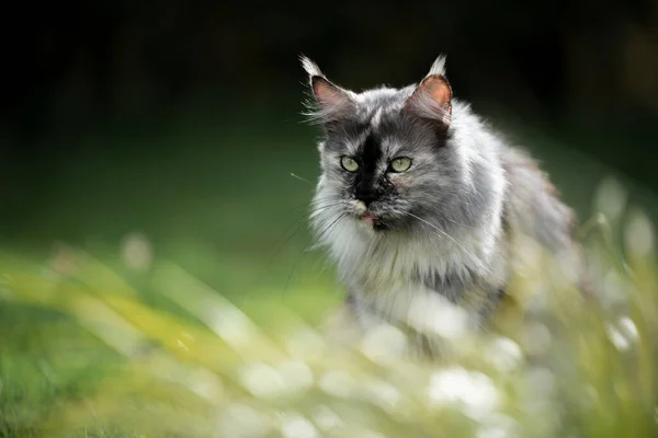 Maine coon gato escondido atrás de grama observando — Fotografia de Stock
