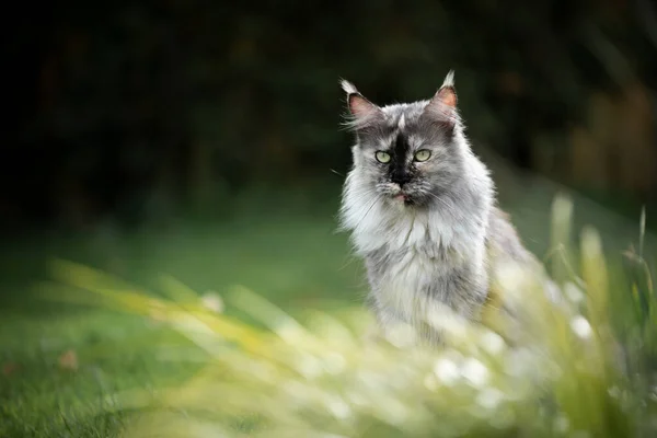 Maine coon gato atrás de alta grama assistindo — Fotografia de Stock