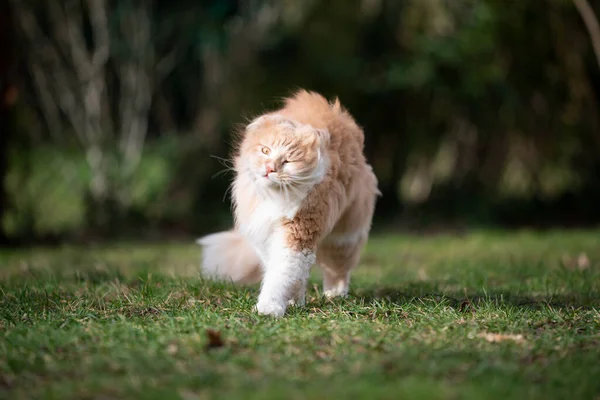 Κουνώντας τη γάτα έξω σε μια θυελλώδη ημέρα — Φωτογραφία Αρχείου