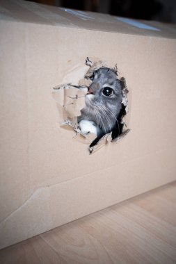 Kutunun içindeki sevimli kedi delikten dışarı bakıyor.