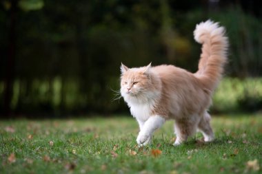 Yumuşak kuyruklu maine rakunu kedi çimenlerde yürüyor.