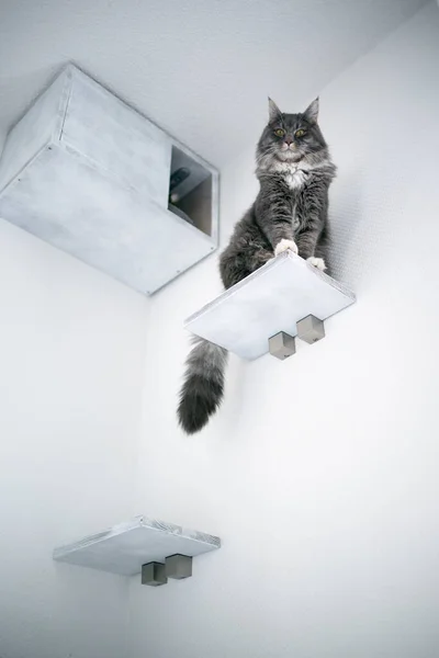 Maine coon cat standing on shelf board of DIY pet cave — Stock fotografie