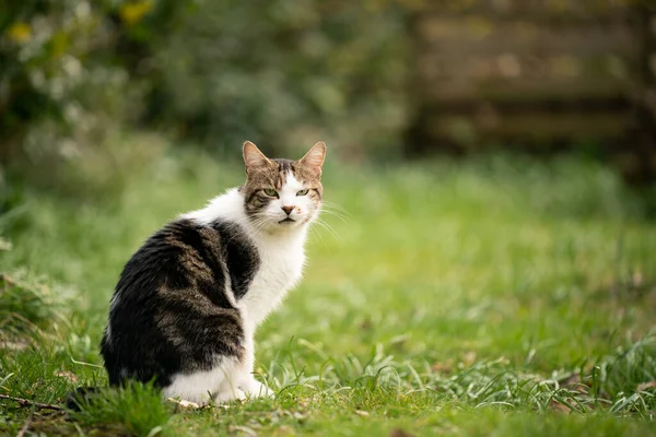 Gestromte weiße Katze im Garten-Porträt — Stockfoto