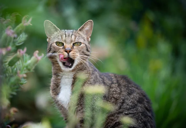 Tabby gatto leccare labbra dopo aver mangiato — Foto Stock