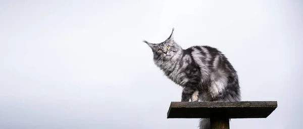 Срібна таббі котяча кішка на скретч-пості з місцем для тексту — стокове фото