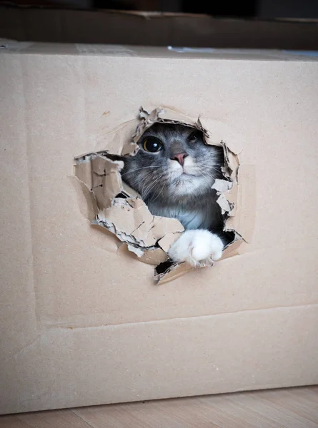 Cute cat inside of box looking out through hole — Stock Photo, Image