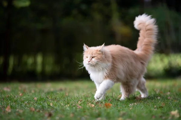 Maine Coon Katze mit flauschigem Schwanz geht auf Gras — Stockfoto