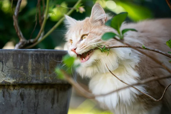 Maine coon gato masticar rama de una planta — Foto de Stock