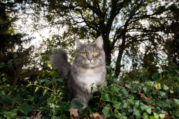 Maine Coon Katze im Freien in grünem Laub — Stockfoto