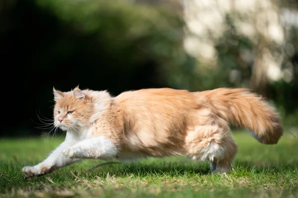 Correndo maine casulo gato caça ao ar livre — Fotografia de Stock