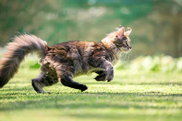 Vista lateral de correr maine coon cat — Fotografia de Stock