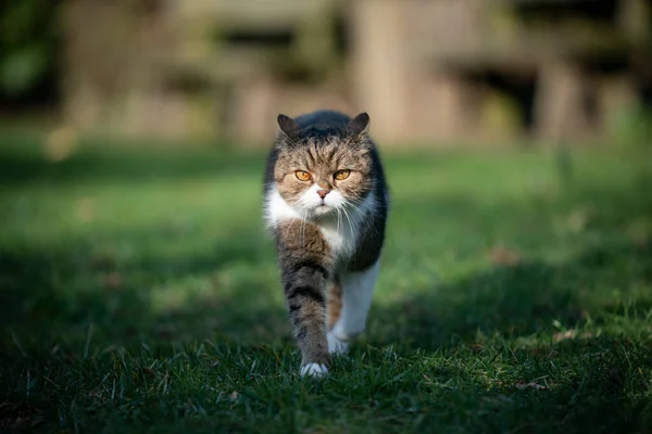 Gato andando em direção a câmera na grama verde — Fotografia de Stock