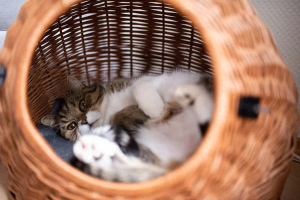 Gato soñoliento relajándose en la cesta de transporte de mascotas — Foto de Stock