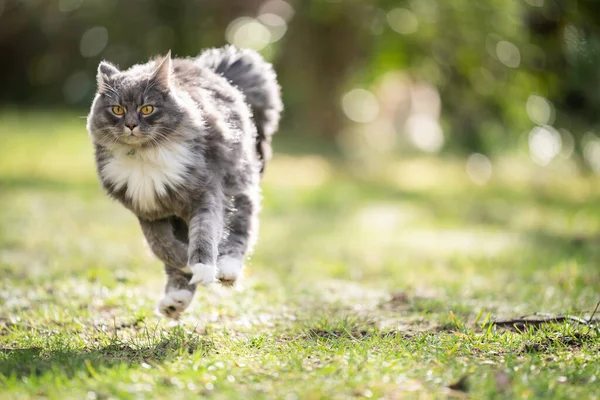 Correndo maine coon gato na luz do sol com espaço de cópia — Fotografia de Stock