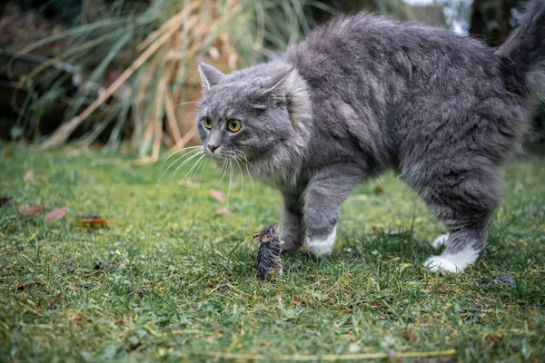 Maine coon cat hunting mouse outdoors — Stock Photo, Image