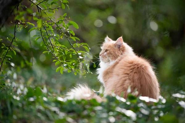 Gengibre branco maine casulo gato ao ar livre na natureza — Fotografia de Stock