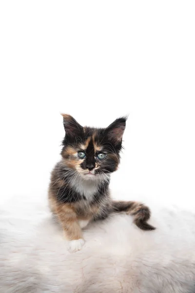 Tabby maine mývalí kotě portrét na bílém pozadí — Stock fotografie