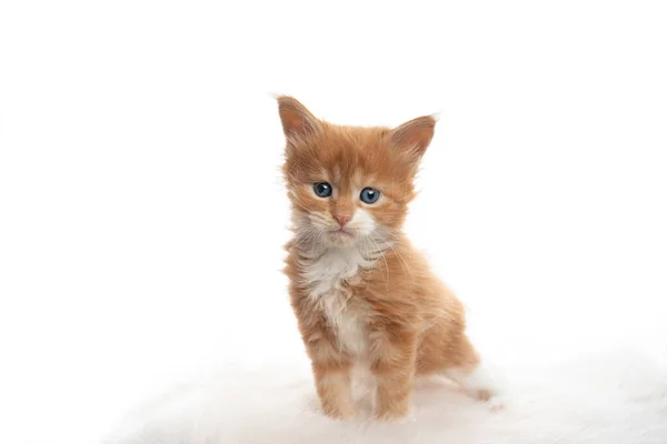 5 week old ginger maine coon kitten on white background — Stock Photo, Image