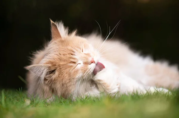 Aseo maine coon gato acostado en la hierba — Foto de Stock