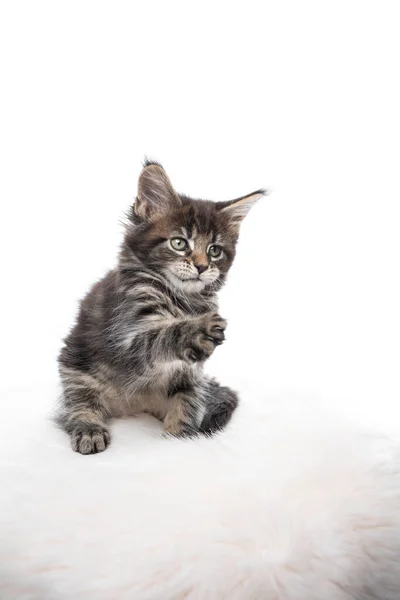 Brincalhão maine coon gatinho no fundo branco — Fotografia de Stock