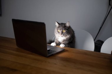 kedi dizüstü bilgisayara bakıyor.
