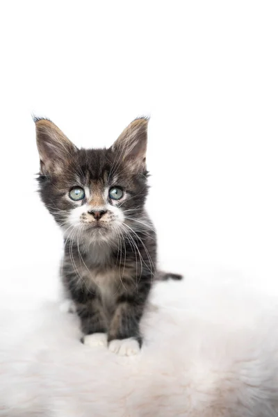 Tabby maine coon kitten portret op witte achtergrond — Stockfoto