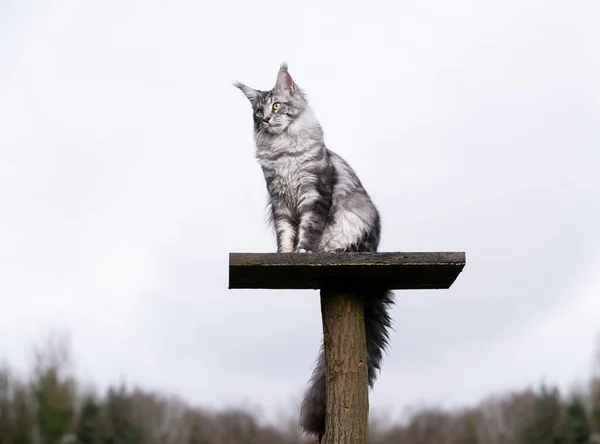 Срібна таббі котяча кішка на саморобному подряпаному дереві на відкритому повітрі — стокове фото