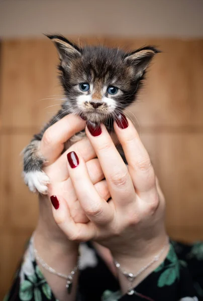 Fêmea pet proprietário segurando minúsculo gatinho em mãos — Fotografia de Stock