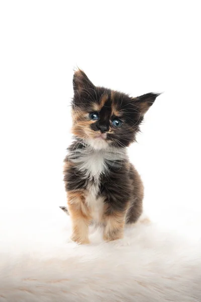 5週齢calico maine coon kitten on white background — ストック写真