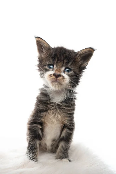 5 semanas de idade maine coon gatinho no fundo branco — Fotografia de Stock