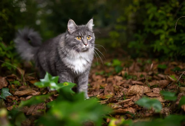 Maine coon gato caminando en otoño hojas al aire libre —  Fotos de Stock