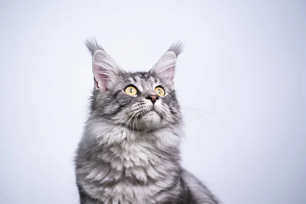 Silber gestromte Maine Coon Katze auf weißem Hintergrund — Stockfoto