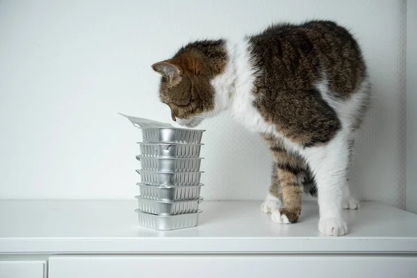 cat eating pet food from aluminum container