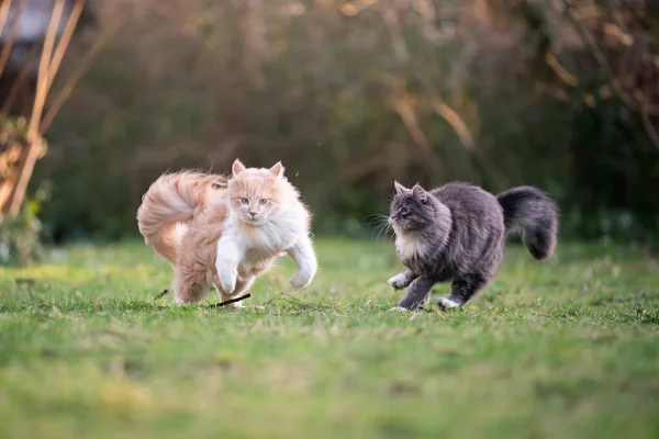 Playing cats running after each other — Stock Photo, Image