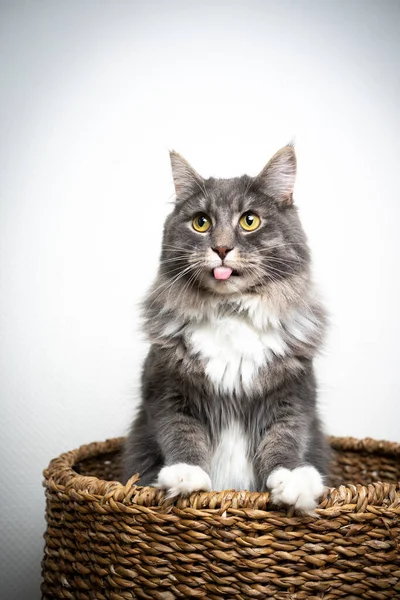 Freche Katze im Korb streckt die Zunge heraus — Stockfoto