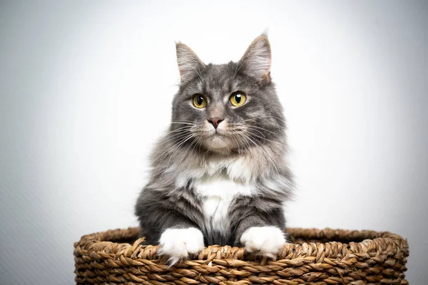 Curioso maine coon gato dentro de cesta — Fotografia de Stock