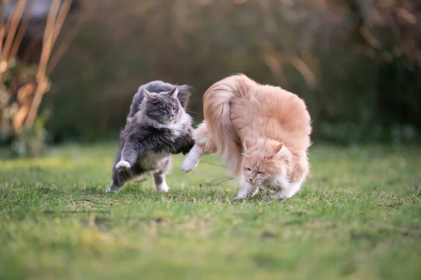 playing cats running after each other