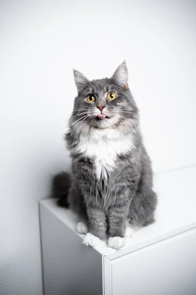 Szary maine coon kot siedzi na białej szufladzie z miejsca do kopiowania — Zdjęcie stockowe