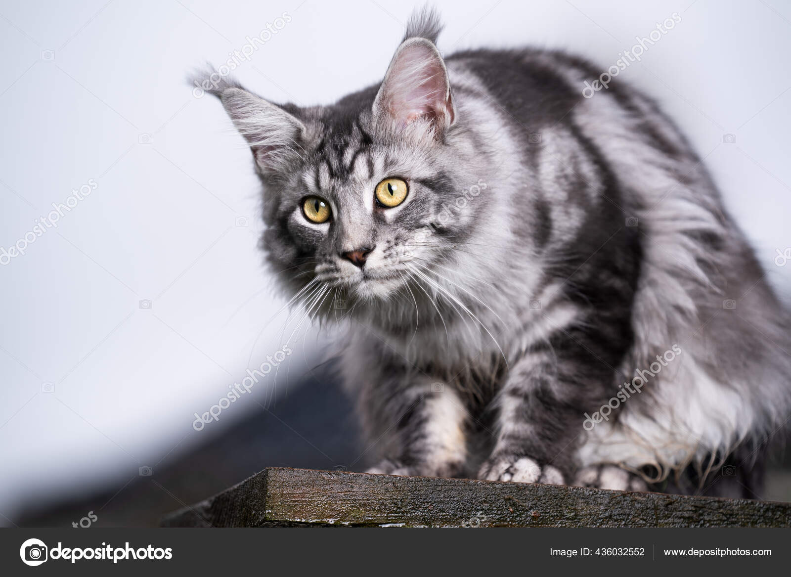 Silver Tabby Maine Coon Cat On Rooftop Stock Photo Image By C Furryfritz Silver Tabby Maine Coon Cat On Rooftop Stock Photo Image By C Furryfritz