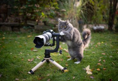 Tüylü kedi fotoğrafçısı kameranın arkasında duruyor.