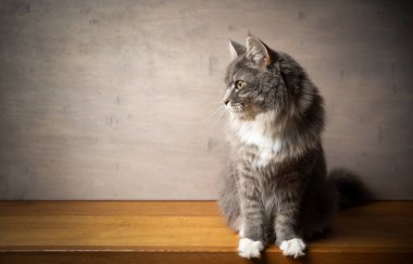 Maine Rakun Kedisi kopyalama alanıyla yan tarafa bakıyor