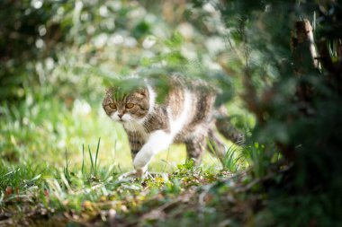 Tekir beyaz kedi bahçede yürüyor