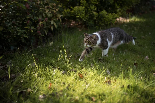 Кошка ходит по траве с большими шагами — стоковое фото