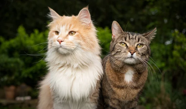 Dois gatos de raça diferente lado a lado — Fotografia de Stock