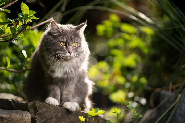 Kočka venku v zeleném dvoře pozorování — Stock fotografie
