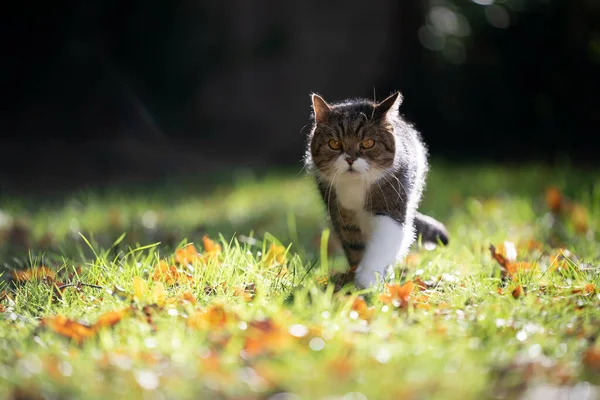 Gato andando no gramado com folhas de outono à luz do sol — Fotografia de Stock