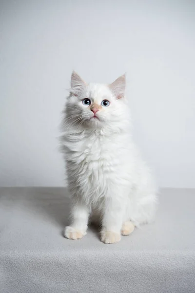 Portrait de chaton sibérien blanc avec espace de copie — Photo