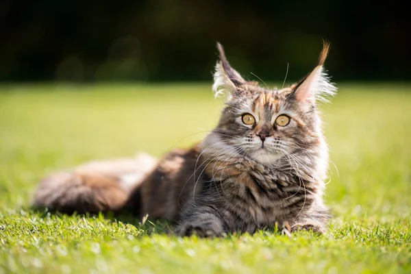 Maine Coon Katze liegt auf Gras im Sonnenlicht — Stockfoto