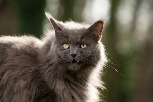 maine coon cat showing teeth in forest