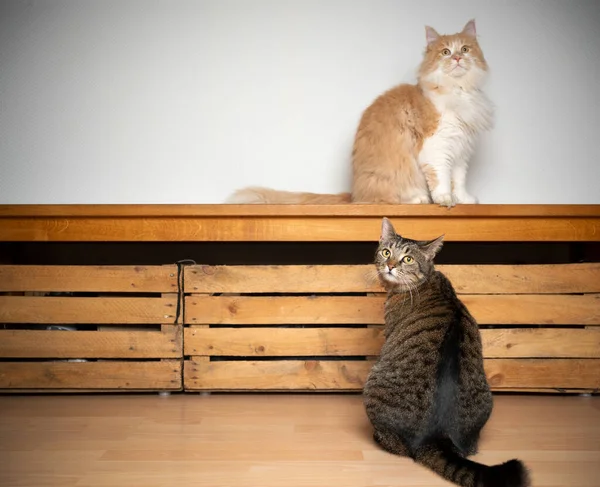 Dois gatos diferentes com banco de madeira e espaço de cópia — Fotografia de Stock